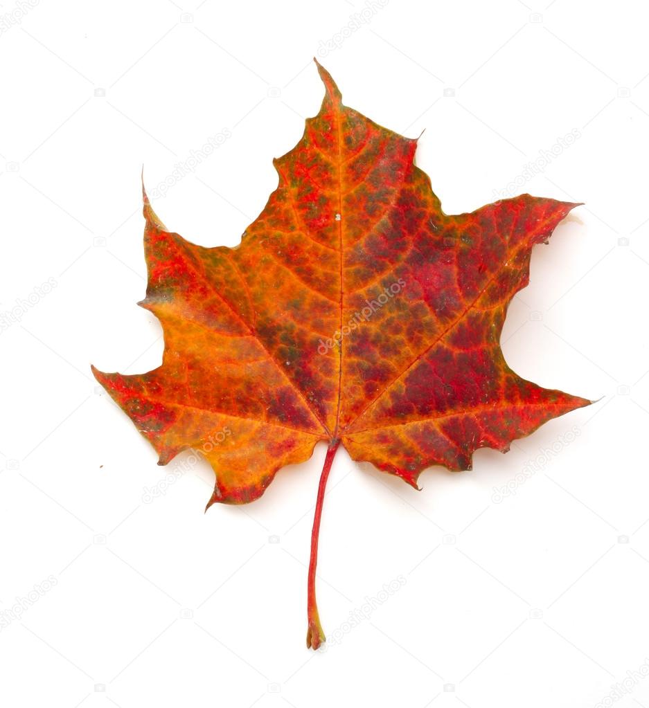 Maple leaf