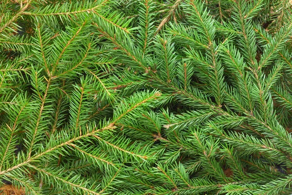 FIR tree bakgrund — Stockfoto