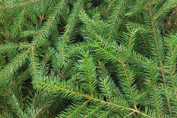 Fir tree achtergrond — Stockfoto