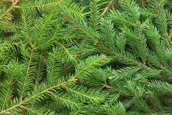 FIR tree bakgrund — Stockfoto