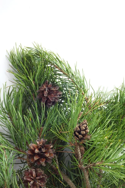 Pine with cones — Stock Photo, Image