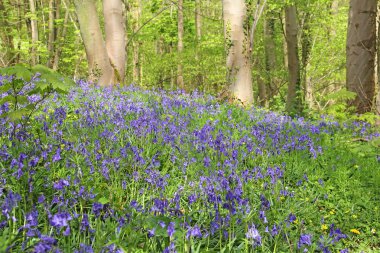 Bahar ormanında BlueBell çiçekleri