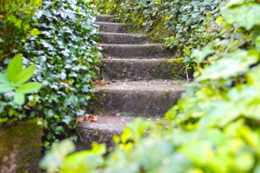 Ivy ile eski taş merdivenle