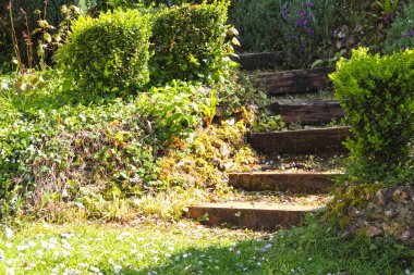 Ivy ile eski taş merdivenle