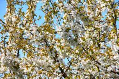 Çiçek açan elma ağacı 