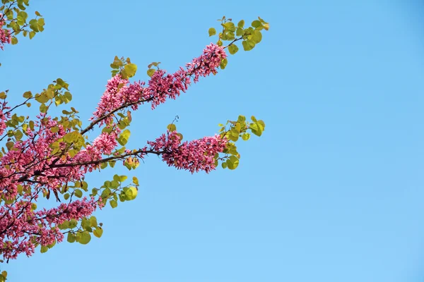 Blühender Baum — Stockfoto