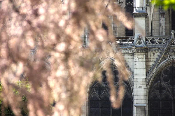 Katedral notre dame de paris — Stockfoto