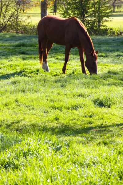 Häst på fältet睡着的孩子 — Stockfoto