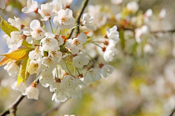 Jablečné květy na jaře — Stock fotografie