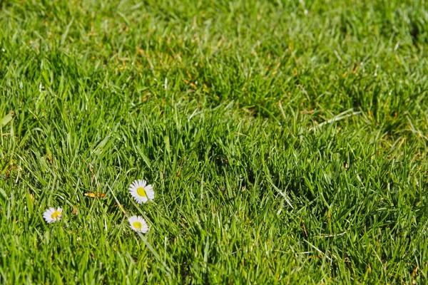 Pequena margarida na grama — Fotografia de Stock