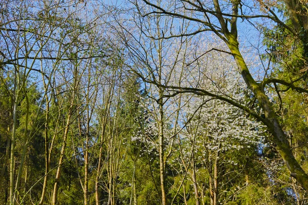 Hermoso paisaje de primavera —  Fotos de Stock