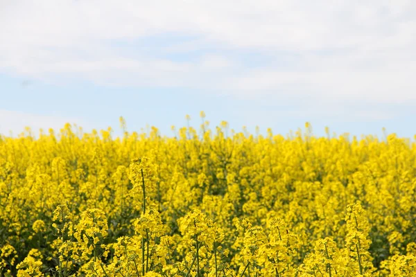 Yellow rapeseed field — Stock Photo, Image