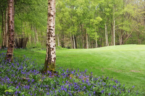 Flores de sino azul na floresta de primavera — Fotografia de Stock