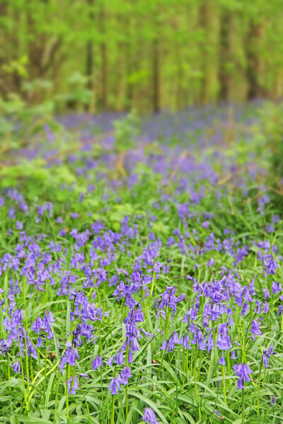 колокольчики в весеннем лесу
