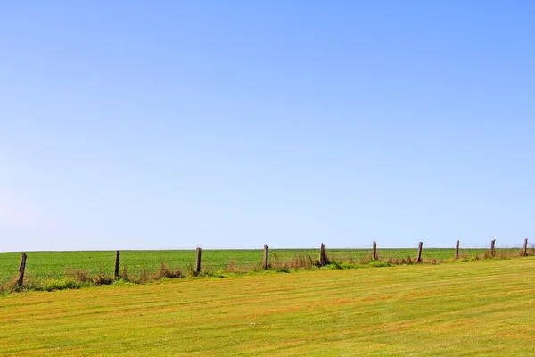 Grönt fält och blå himmel — Stockfoto