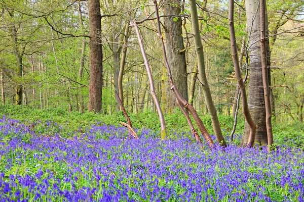 Blauglockenblumen im Frühlingswald — Stockfoto