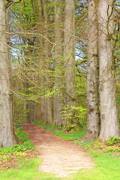 Sentier pédestre allée des arbres — Photo