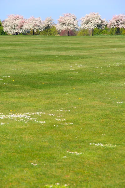 Pommiers sur le terrain de golf — Photo