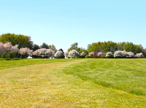 Apple trees on golf course — Stock Photo, Image