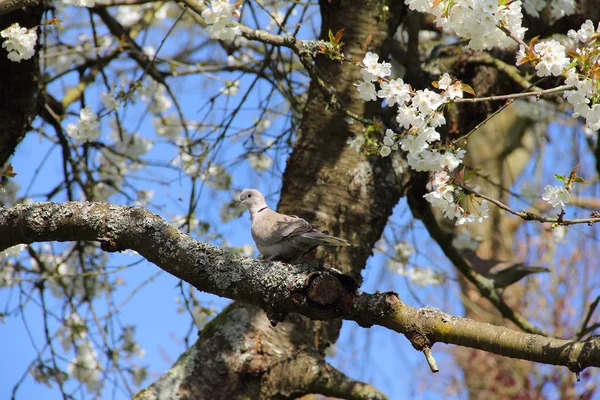 Duif op bloomming boom — Stockfoto