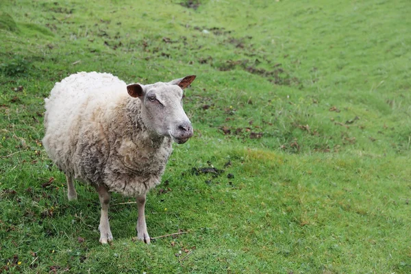 Schafe auf der grünen Wiese — Stockfoto