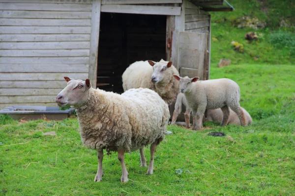 Schaap familie — Stockfoto