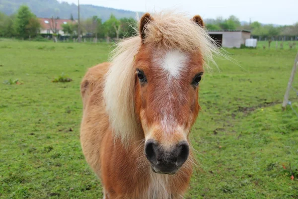 Percheron кінь — стокове фото