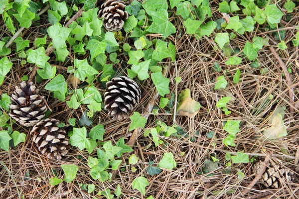 Conos de pino en el suelo — Foto de Stock