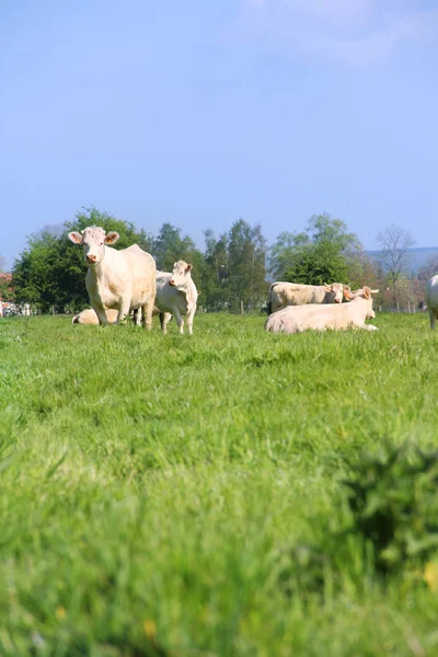 Normandii krów na pastwisko — Zdjęcie stockowe