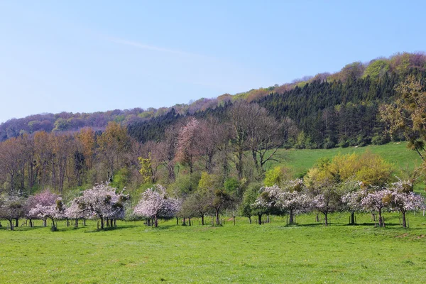 Campo paisagístico e macieiras — Fotografia de Stock