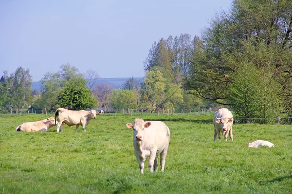 Normandii krów na pastwisko — Zdjęcie stockowe