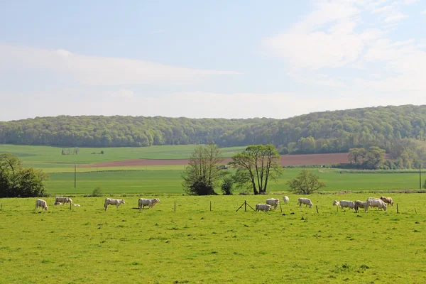 Vacas normandy em pasto — Fotografia de Stock