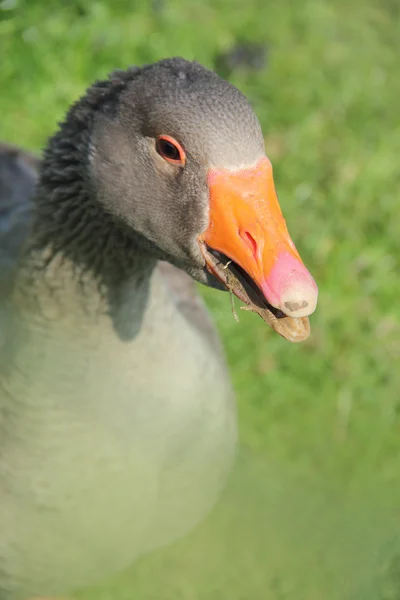 Grey goose z — Zdjęcie stockowe
