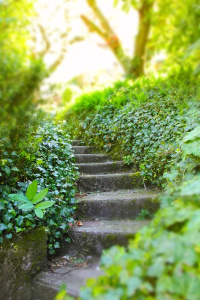 Staré kamenné schody s ivy — Stock fotografie