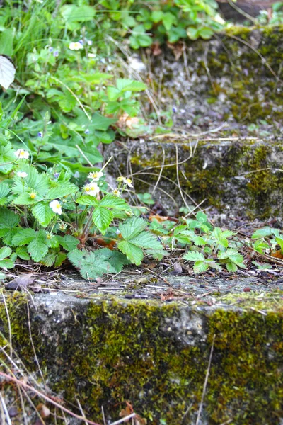 Gamla sten trappor med murgröna — Stockfoto