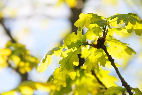 Eichengrüne Blätter — Stockfoto