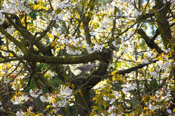 Pombo na árvore florescente — Fotografia de Stock