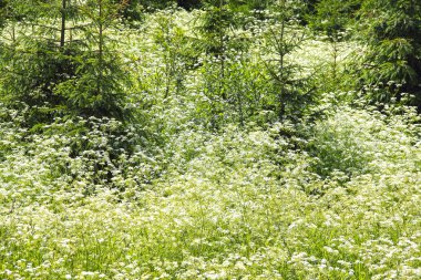 Ormanda beyaz çiçekler
