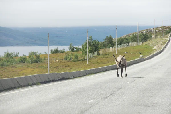 Estrada de cruzamento de Elk masculino — Fotografia de Stock
