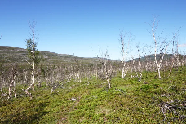 Paisagem tundra — Fotografia de Stock