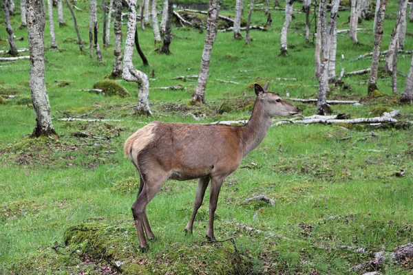 Gran ciervo cola blanca en el bosque —  Fotos de Stock