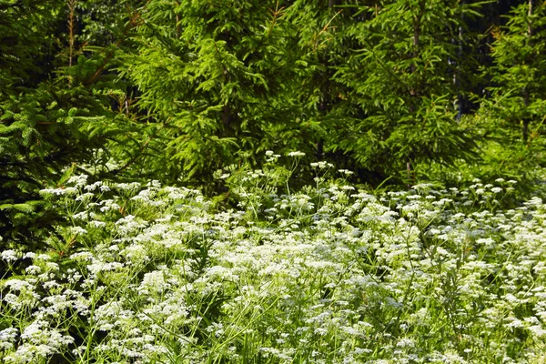 Weiße Blumen im Wald — Stockfoto