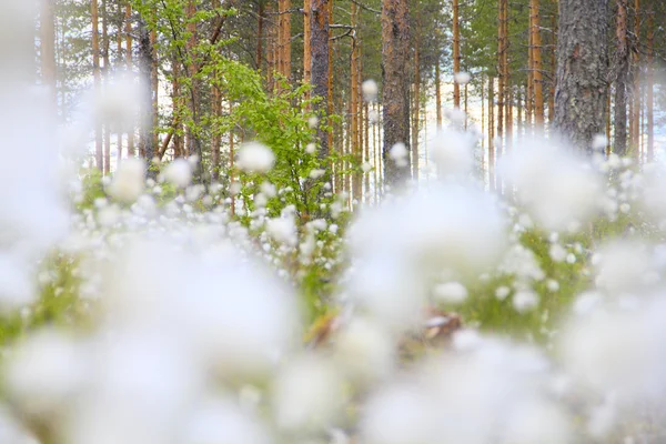 Cottongrass nella foresta — Foto Stock