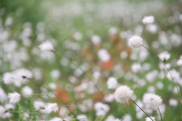 Cottongrass orman içinde — Stok fotoğraf