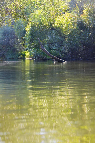 Forest river scene — Stock Photo, Image