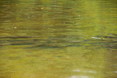 Havuzda büyük alabalık