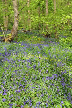 Bahar ormanında BlueBell çiçekleri
