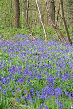 Bahar ormanında BlueBell çiçekleri