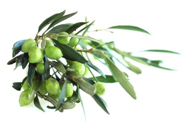 zeytin dalı