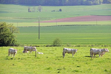 Normandy cows on pasture clipart